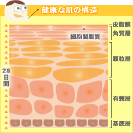 ���N�Ȕ��̍\��