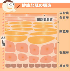 ���N�Ȕ��̍\��