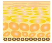 ���p���i�p���P�g�[�W�X�j