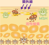 �����_�f�AMSH�i�����m�T�C�g�h���z�������j�A�G���h�Z�����Ȃǂ��������܂��B