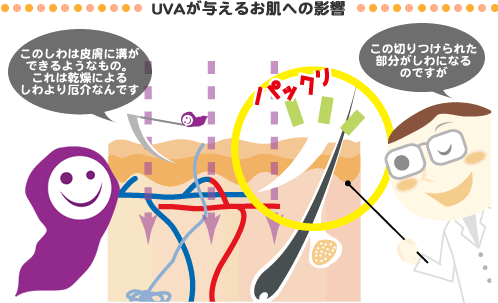 UVA���^���邨���ւ̉e��