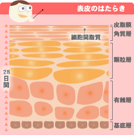 �\��̓���